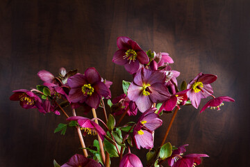 Cold weather hellebores flowers bloom; Burgundy purple flowers bloom against a wood background