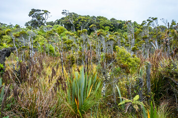 Native vegetation. South Island, New Zealand.