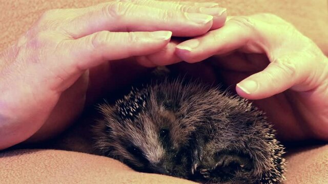 male hands over hedgehog baby 
