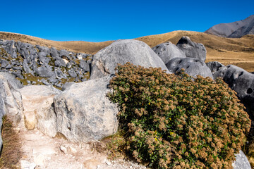 Bush in the middle of alpine grassland. South Island, New Zealand.
