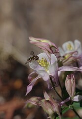bee on pink flower