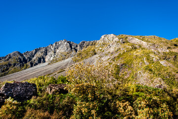 Bush in the middle of alpine grassland. South Island, New Zealand.
