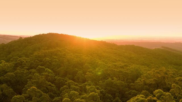 Australian Bushland. Gum trees bushfire prone area sunset
