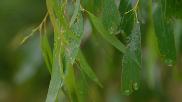 A close up of rain on a gum tree eucalyptus