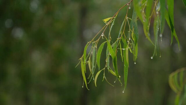 A close up of rain on a gum tree eucalyptus