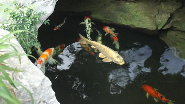 kai carp in a pond