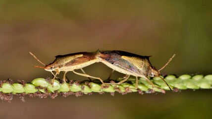Pair of Rice Stink bugs (Oebalus pugnax) mating on a grass stalk. Native to North America. Agricultural pest that eat sorghum, rice and wheat crops.