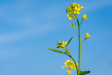 Mustard yellow flowers blooming in agriculture field