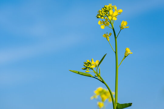 Mustard yellow flowers blooming in agriculture field