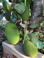 Big ripe jackfruits (closeup) hang on branches of a jack tree.