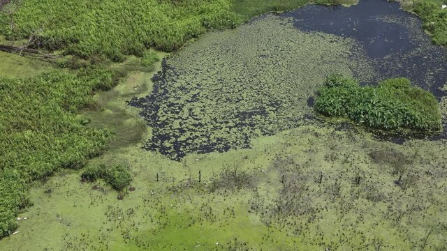 Aquatic plant algae green background of duckweed covered the pond caused become the pond to become stagnant, 4K slow motion video footage Kerala India. A large green marshy wetland