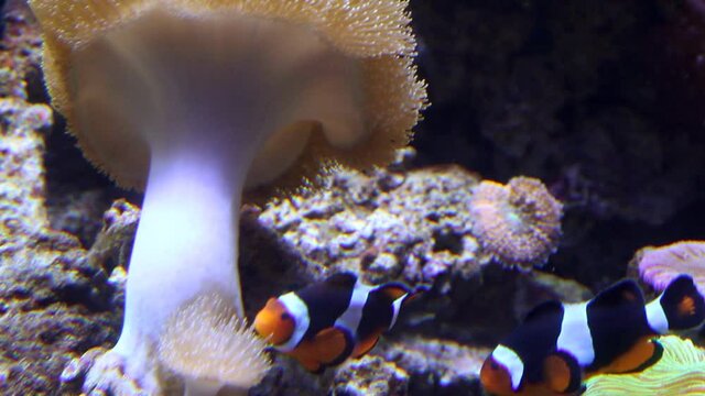 Clownfish swimming near the sea anemone