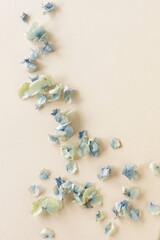 dried blue hydrangea flowers petals on beige background  top view.  floral card. poster