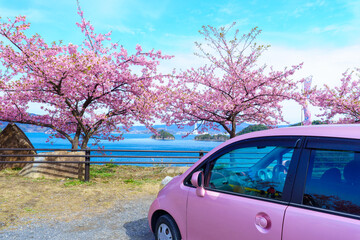 山口県下松市笠戸島　河津桜と瀬戸内海ドライブ