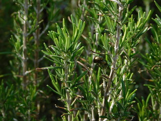 Golden rosemary leaf beetles, mating on a rosmarinus officinalis plant, at springtime
