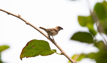 bird on a tree
