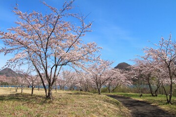七ヶ宿ダム自然休養公園・七ヶ宿湖の桜　（宮城県七ヶ宿町）