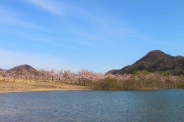 七ヶ宿ダム自然休養公園・七ヶ宿湖の桜　（宮城県七ヶ宿町）