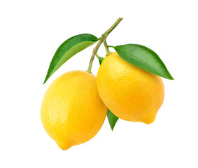 Two Lemon fruits hanging with branch and leaves isolated on white background. Clipping path.