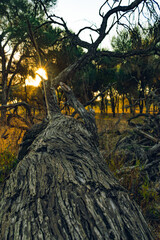 leña, árbol caído con el sol detrás