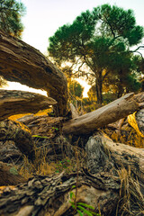 leña, árbol caído con el sol detrás