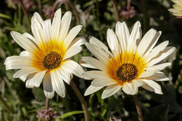 Obraz premium White and Yellow Gazania Rigens in Bloom. Santa Cruz, California, USA.