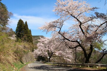 旧羽州街道「小坂峠（愛姫街道）」と桜　福島県国見町