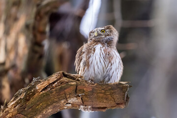 Pygmy Owl (Glaucidium passerinum) perched on a tree branch in a forest wildlife background. 