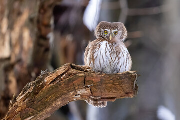 Pygmy Owl (Glaucidium passerinum) perched on a tree branch in a forest wildlife background. 