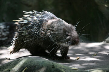 Porcupine Hystricidae (Hystrix cristata) African or wild africa Porcupine animal with brown white quills closeup. Porcupine large rodent with coat of sharp spines or quills for predators protect