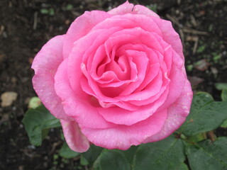 Pretty closeup pink rose flower in the rose garden