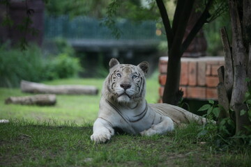 Beautiful White Tiger Couple In Forest