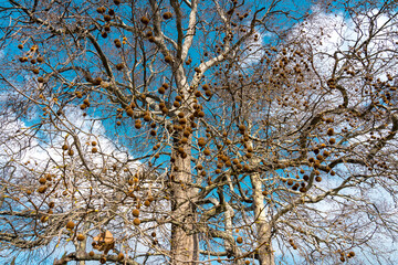 Giant plane tree in early spring with fallen leaves and cones on the branches