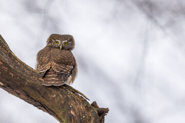 Pygmy Owl (Glaucidium passerinum) perched on a tree branch in a forest wildlife background. 