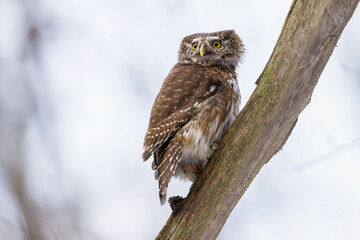 Pygmy Owl (Glaucidium passerinum) perched on a tree branch in a forest wildlife background. 