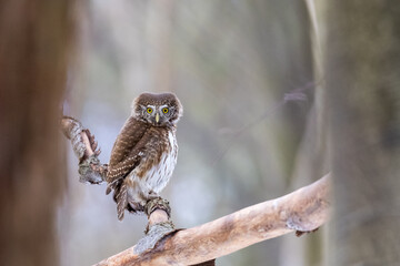 Pygmy Owl (Glaucidium passerinum) perched on a tree branch in a forest wildlife background. 