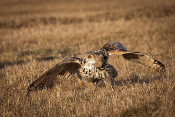 Beautiful bird siberian owl flying with dark background