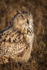 Beautiful bird siberian owl flying with dark background