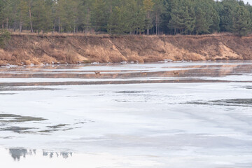 deer cross the river which is frozen