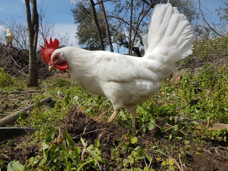hen white free range for eggs
