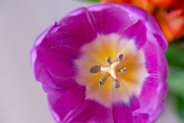 Purple peony tulip top view. They are standing in a vase on the table, green leaves are visible.