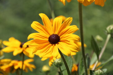 Summer In The Garden, U of A Botanic Gardens, Devon, Alberta