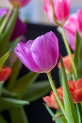 Lilac blooming tulip close-up, a fragment of a bouquet of spring flowers on a blurred background. 