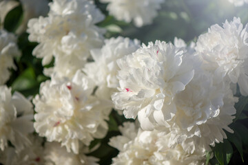 Pink and white flowers peonies flowering on background pink peonies. Peonies garden.