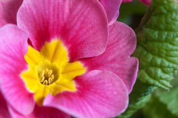 Common primrose flowers, close up shot