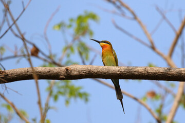 Beautiful Merops philippinus bird perched on a branch. 