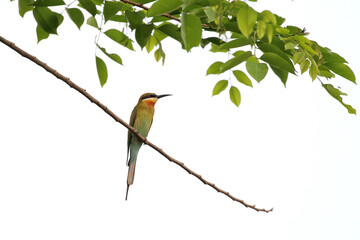 Beautiful Merops philippinus bird perched on a branch. 