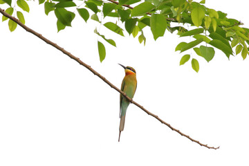Beautiful Merops philippinus bird perched on a branch. 