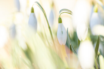 Schneegl&ouml;ckchen