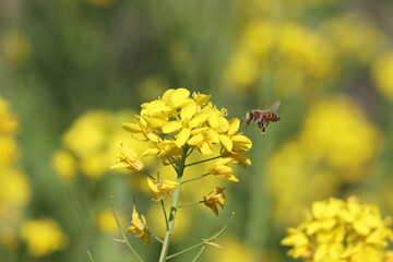 蜜蜂と菜の花